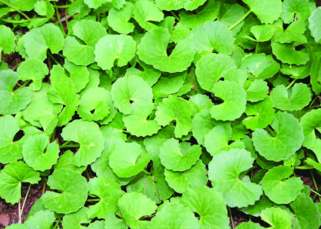 Gotu Kola