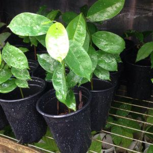 Leaves
