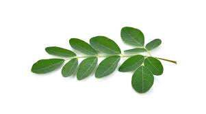 Moringa