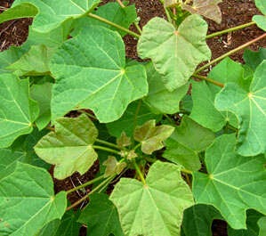 daun-jarak