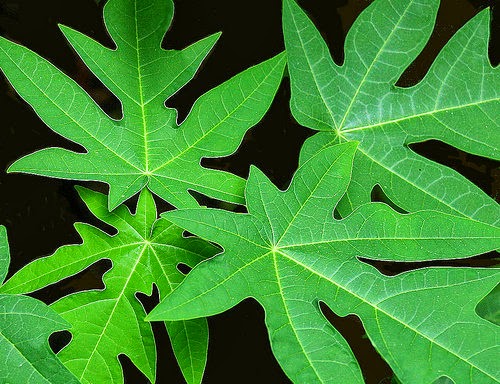daun-pepaya