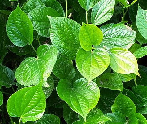 daun-sirih-hijau