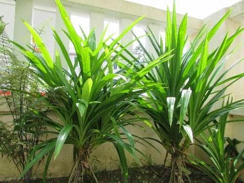 Pandan Wangi