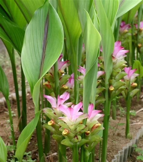 temulawak plant
