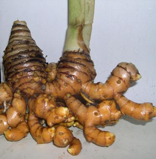 Temulawak